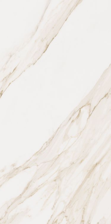 Omnia Calacatta Matte 24 x 48